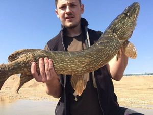 Northern Pike