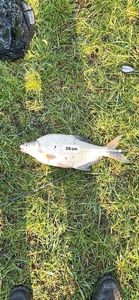 Common Bream