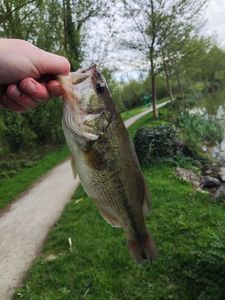 Largemouth Bass