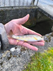 Brown Trout