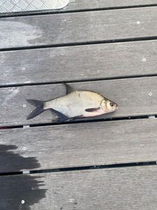 Common Bream