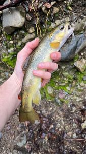 Brown Trout
