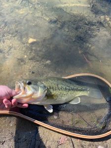 Largemouth Bass