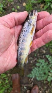 Brown Trout