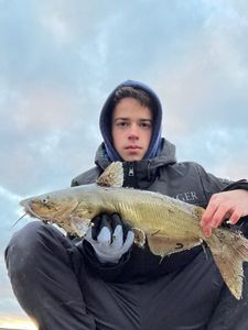 Channel Catfish