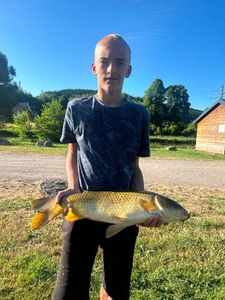 Common Carp