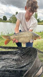 Common Carp
