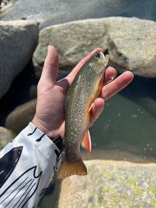 Brook Trout