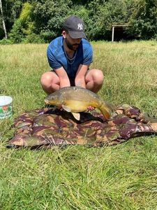 Mirror Carp