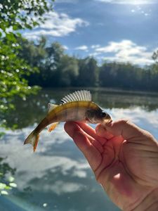 European Perch