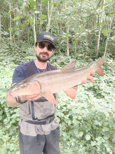 Barbel
