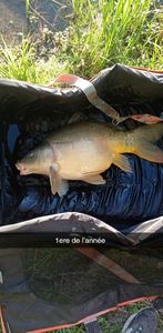 Mirror Carp