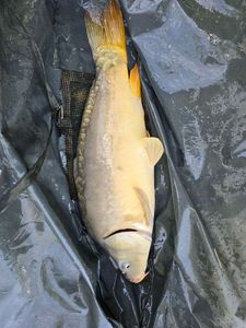 Mirror Carp