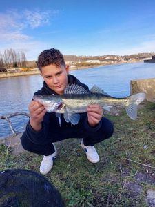 Zander
