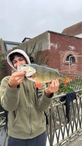 European Perch