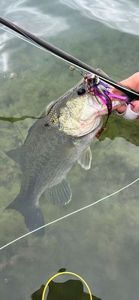 Largemouth Bass