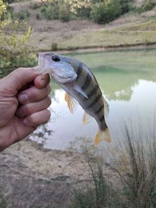 European Perch