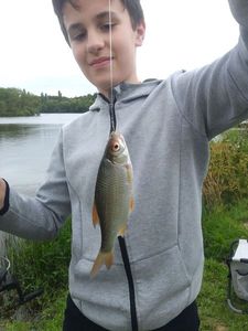 Roach