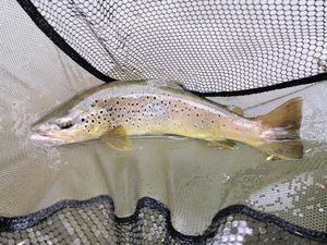 Brown Trout