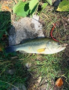 Largemouth Bass