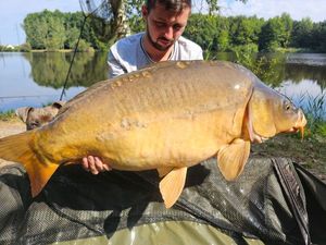 Mirror Carp