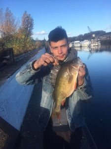 European Perch