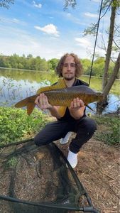 Common Carp