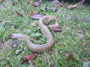European Eel (Common Eel)