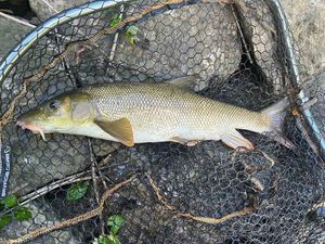 Barbel