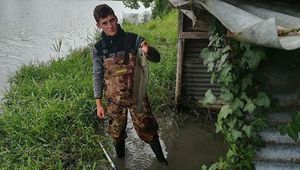 Thicklip Grey Mullet