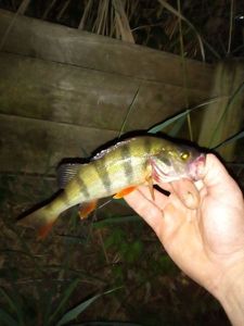 European Perch