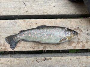 Brown Trout