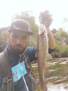 Rainbow Trout