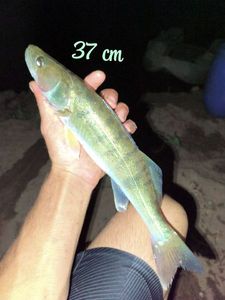 Zander