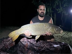 Common Carp