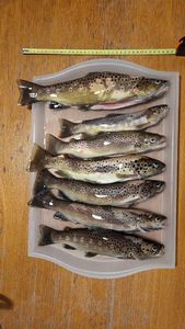 Brown Trout