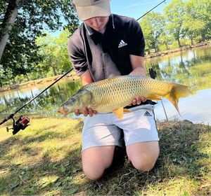 Common Carp