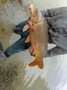 Common Carp