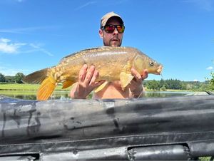 Mirror Carp