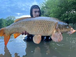 Common Carp