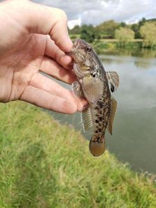 Round Goby