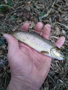 Brown Trout