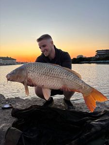 Common Carp