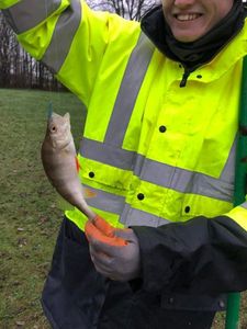 European Perch