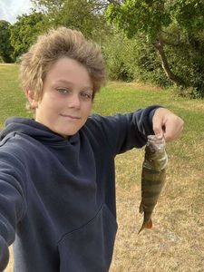 European Perch