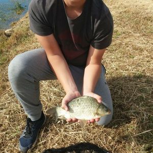 Common Carp