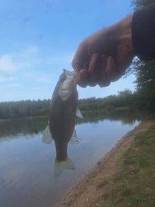 Largemouth Bass