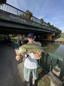 Largemouth Bass