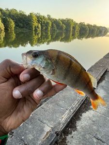 European Perch