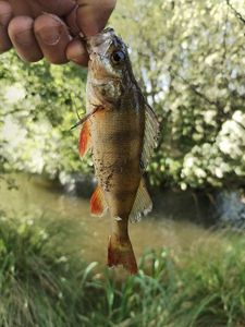 European Perch